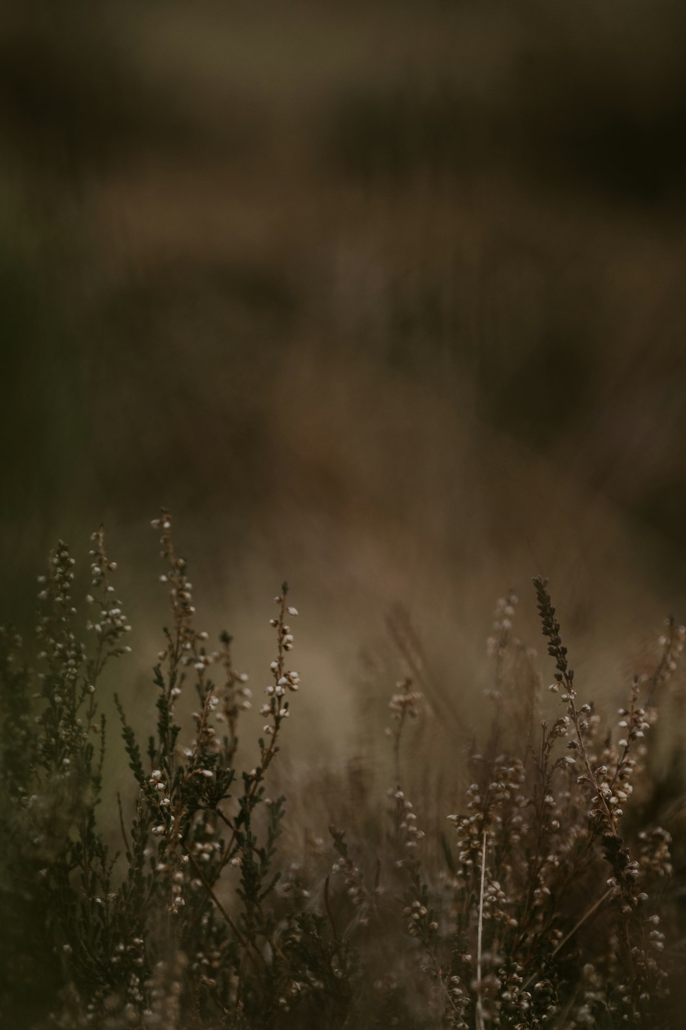 a blurry photo of a bird in a field