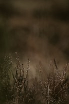 A serene scene of wild plants growing in a natural environment. The plants have small flowers and thin stems, captured in soft, muted tones. The background is blurred, creating a gentle, dreamy atmosphere.