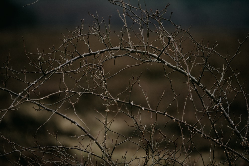 a branch with no leaves on it in the dark