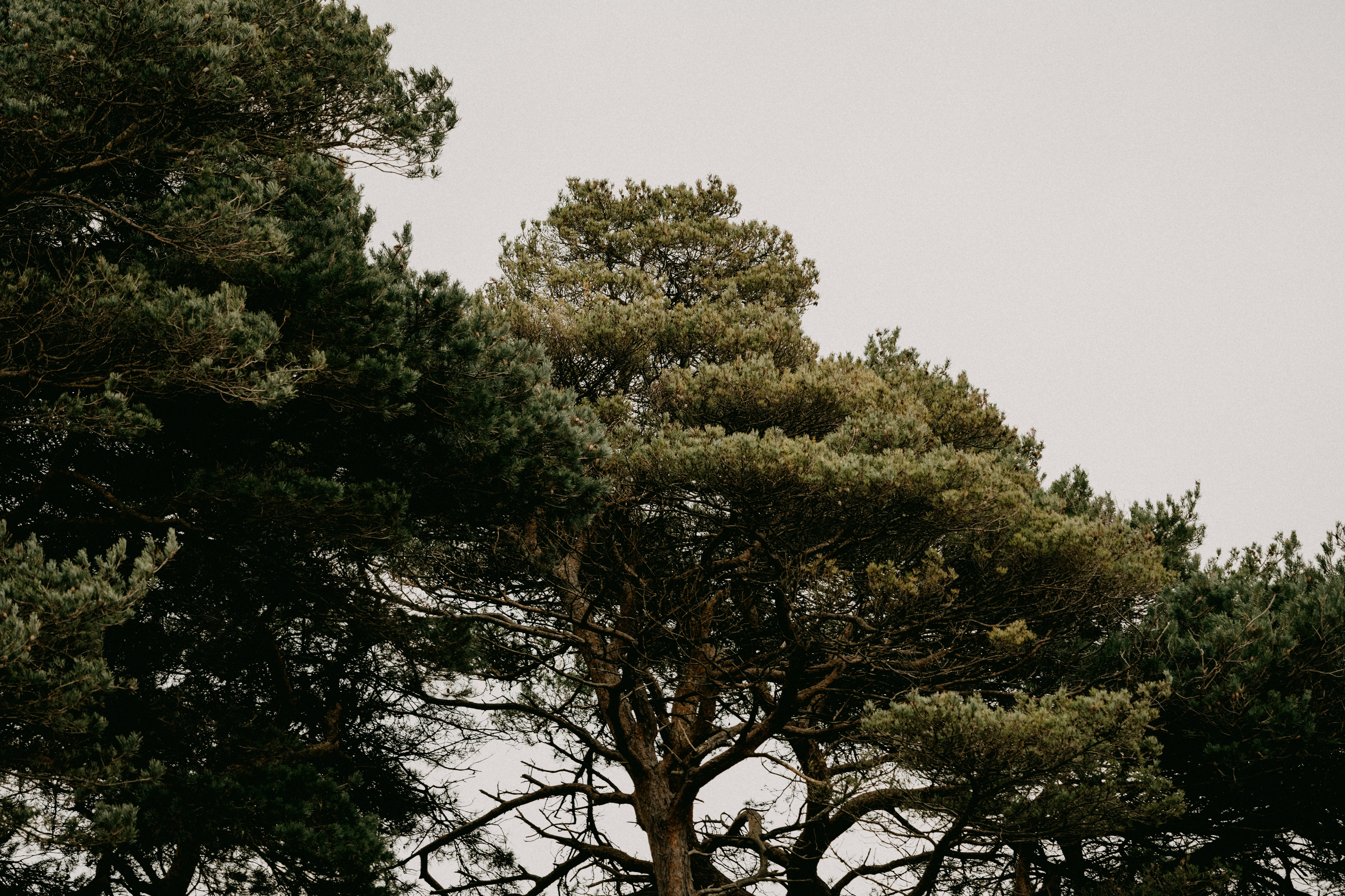 隣り合った木のカップル