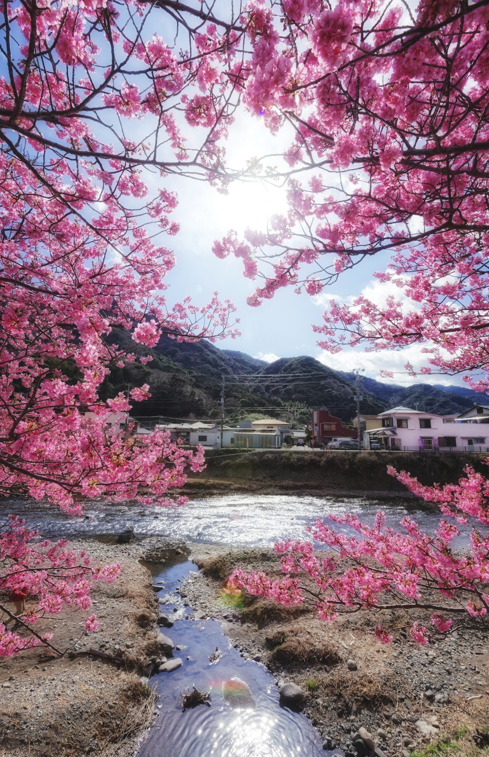 a river running through a lush green forest filled with pink flowers