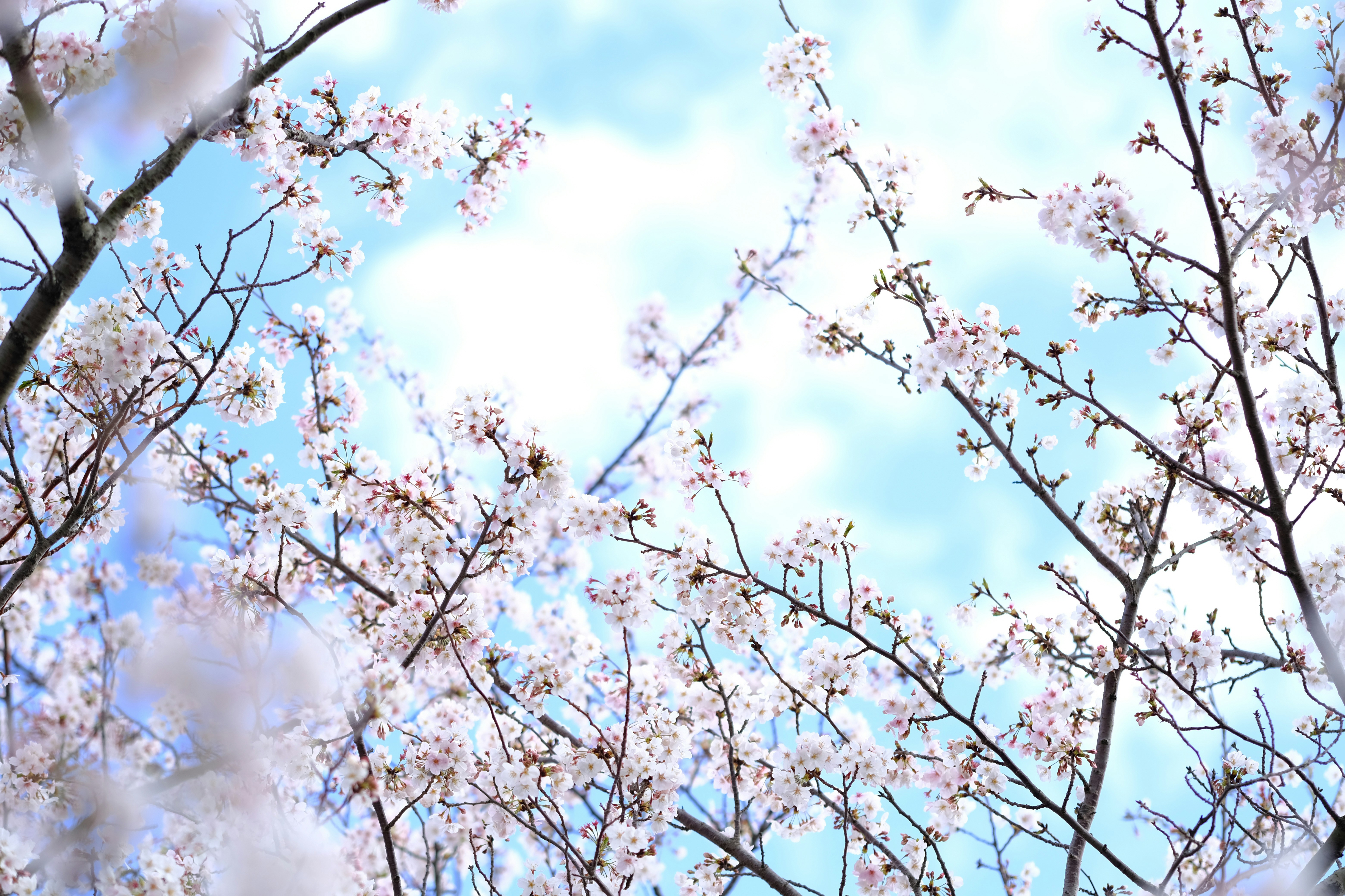 the branches of a tree with white flowers against a blue sky