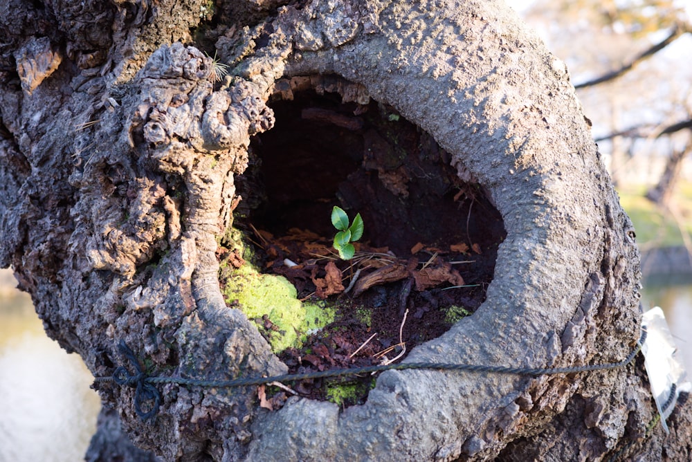 a close up of a tree with a hole in it