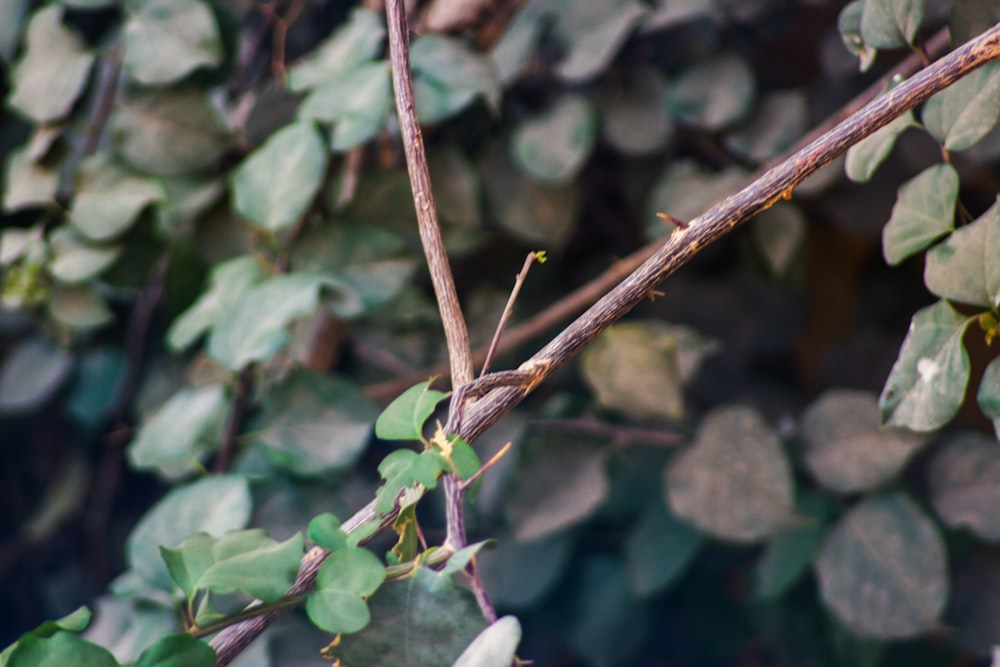 a close up of a branch with leaves on it