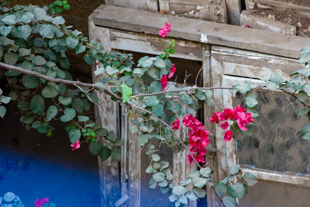 a window with a bunch of pink flowers on it