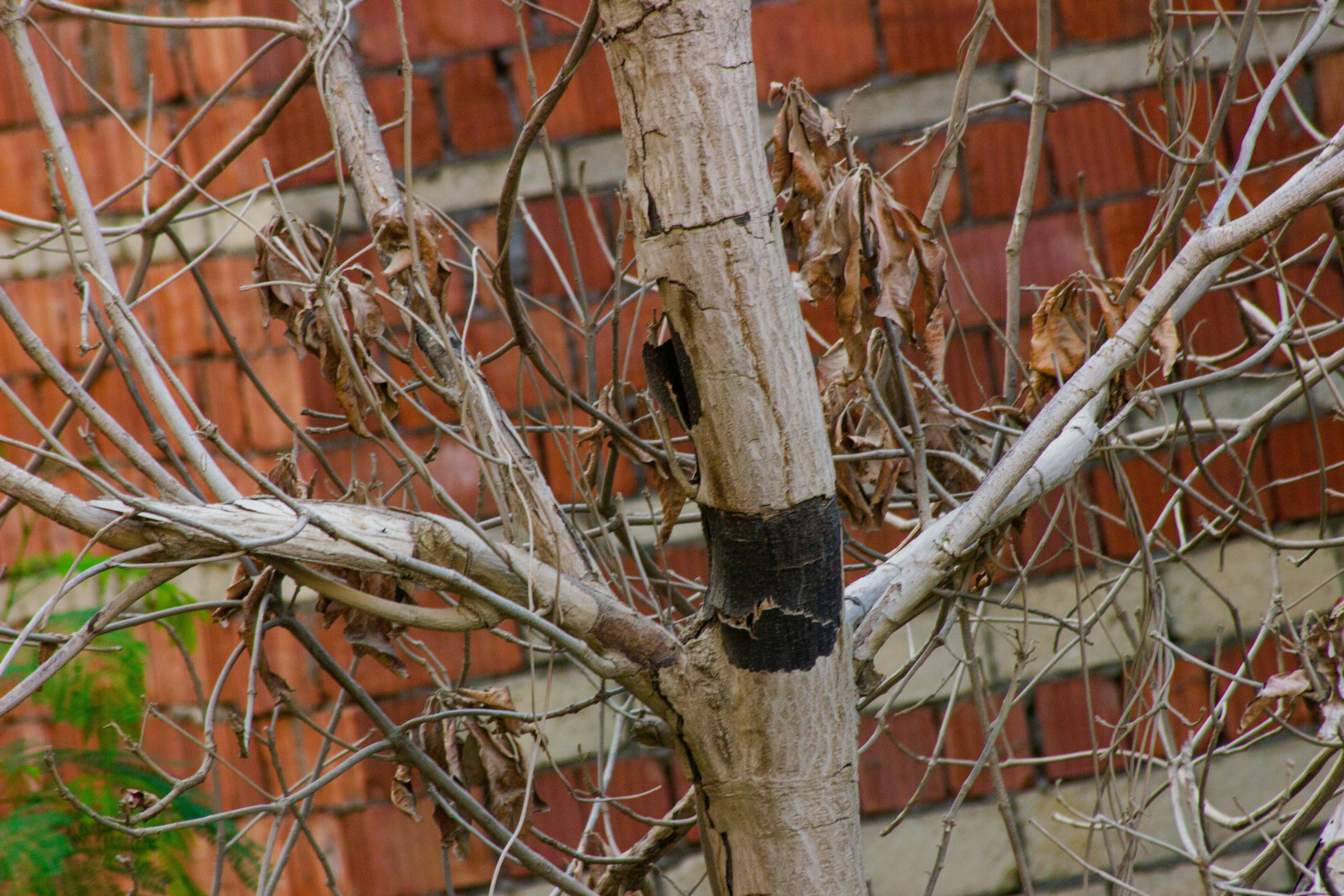 a bird perched on top of a tree next to a building