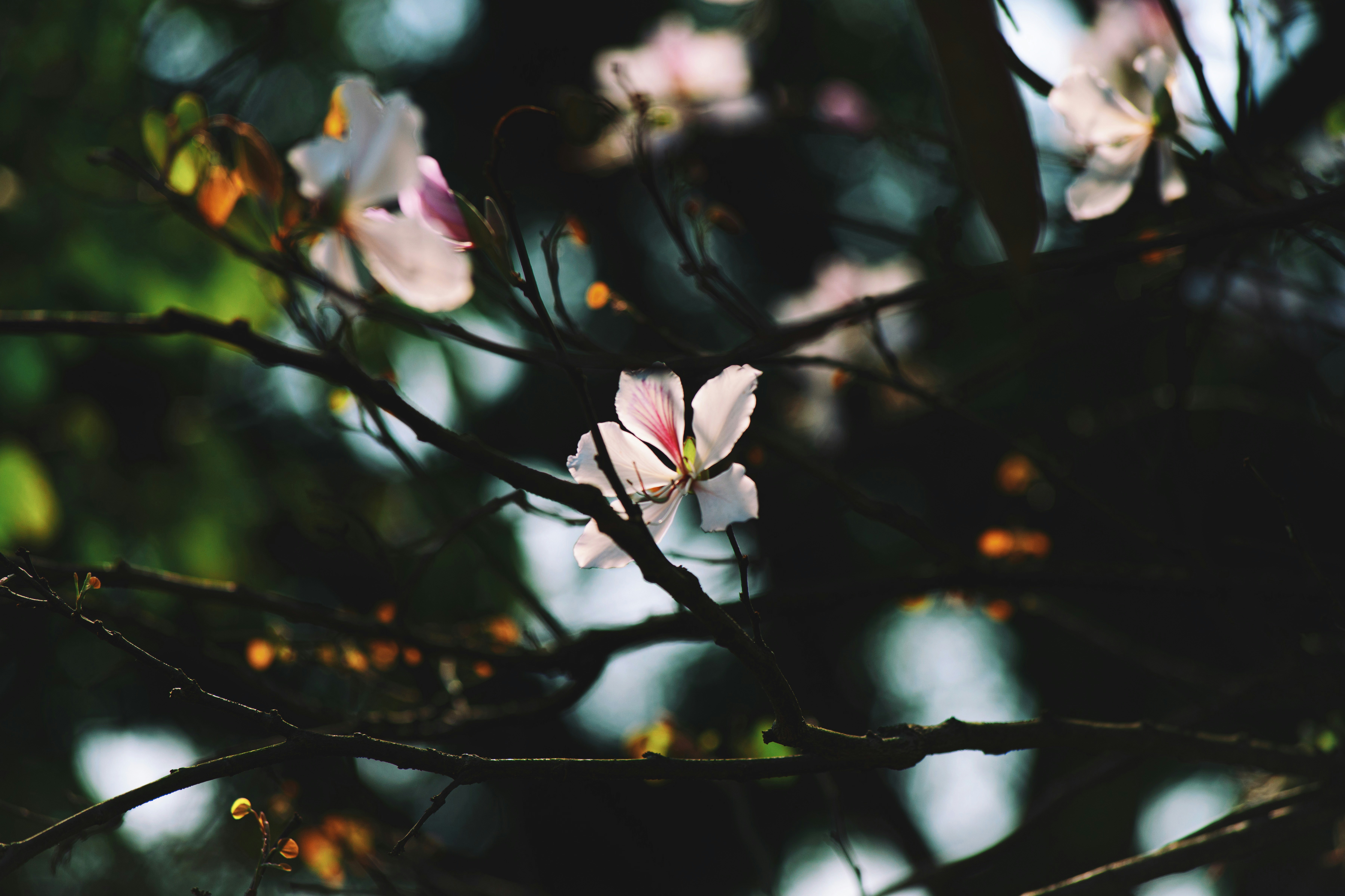 Photo by magicaleye7