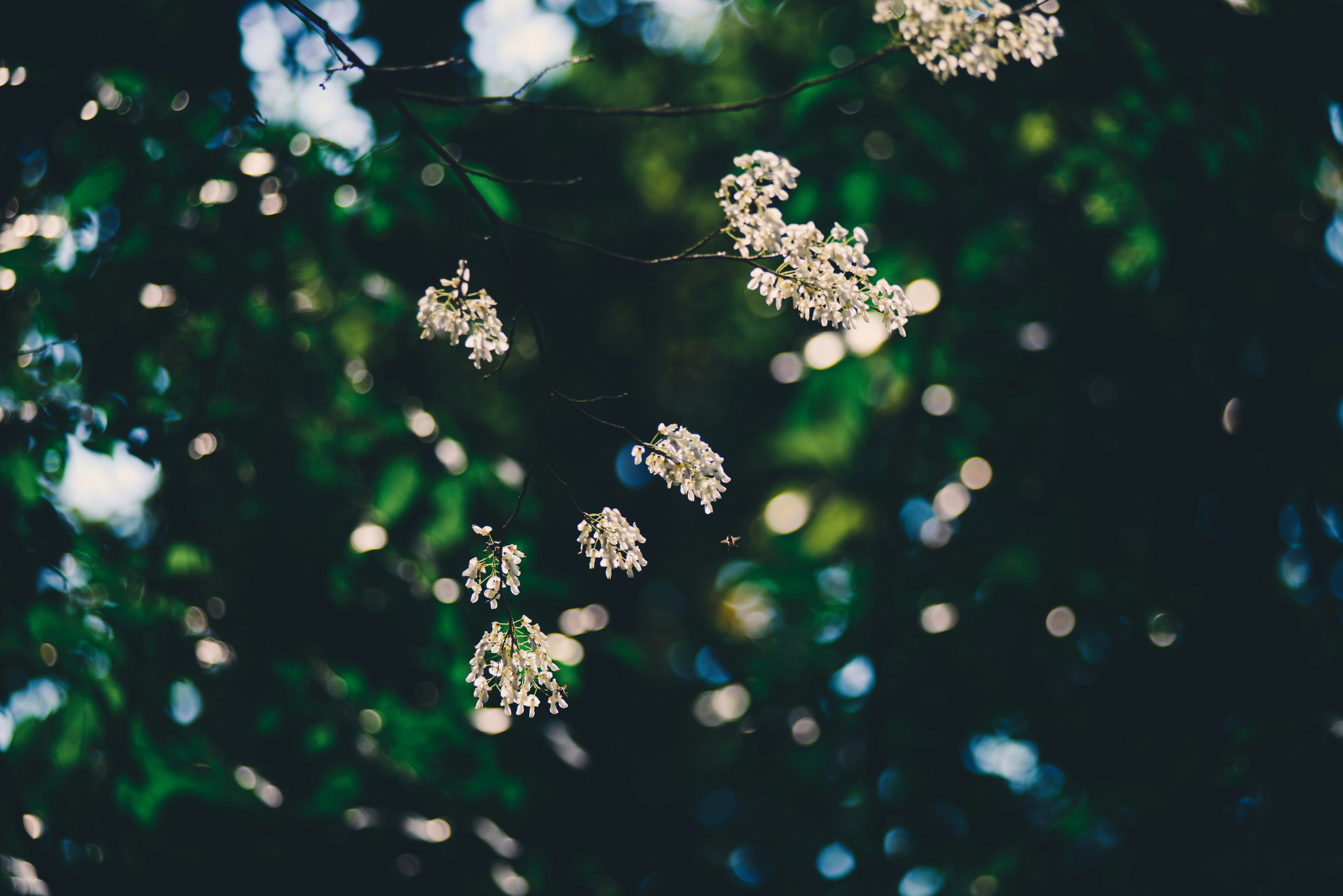 Photo by magicaleye7