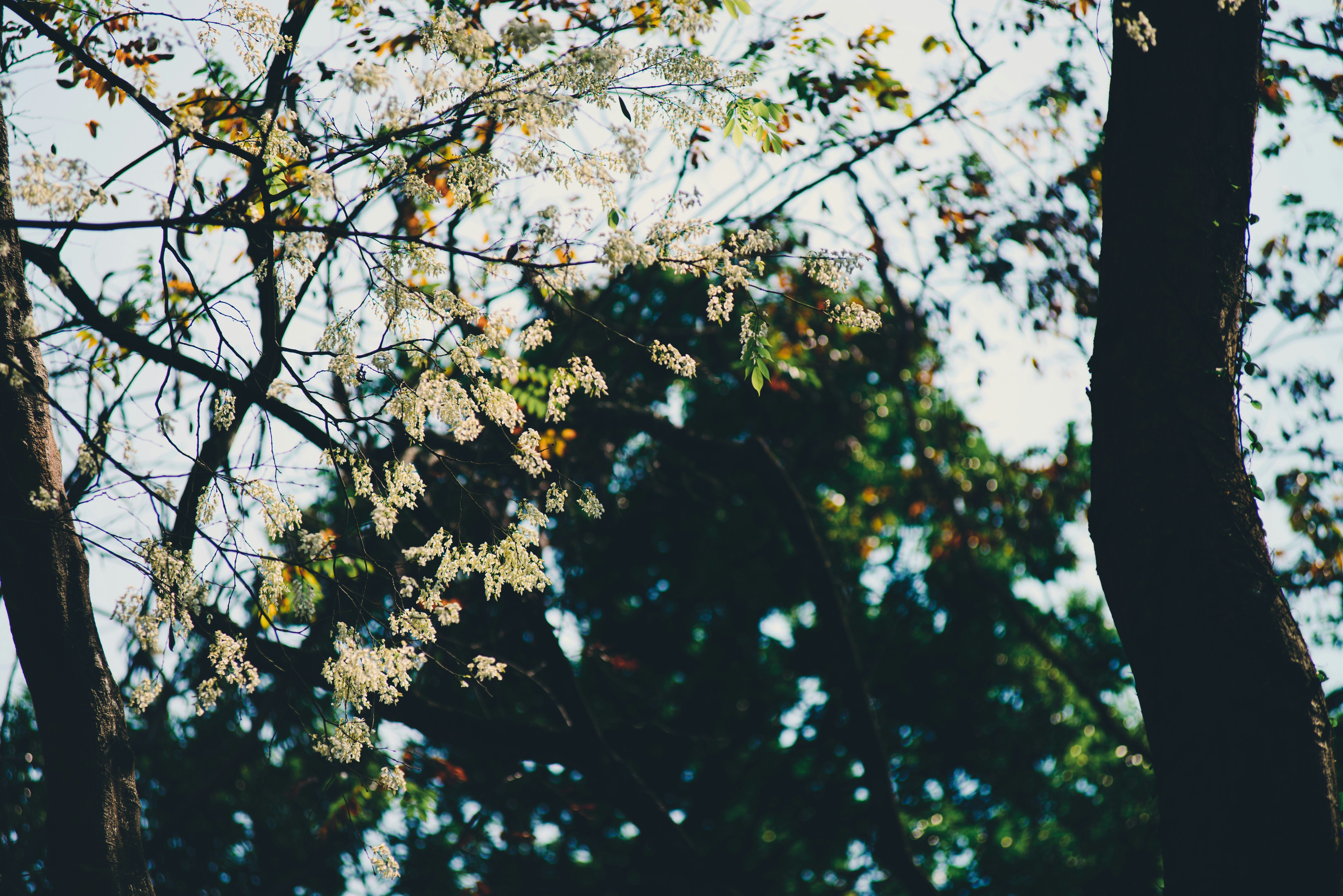 a picture of a tree with leaves and a sky in the background