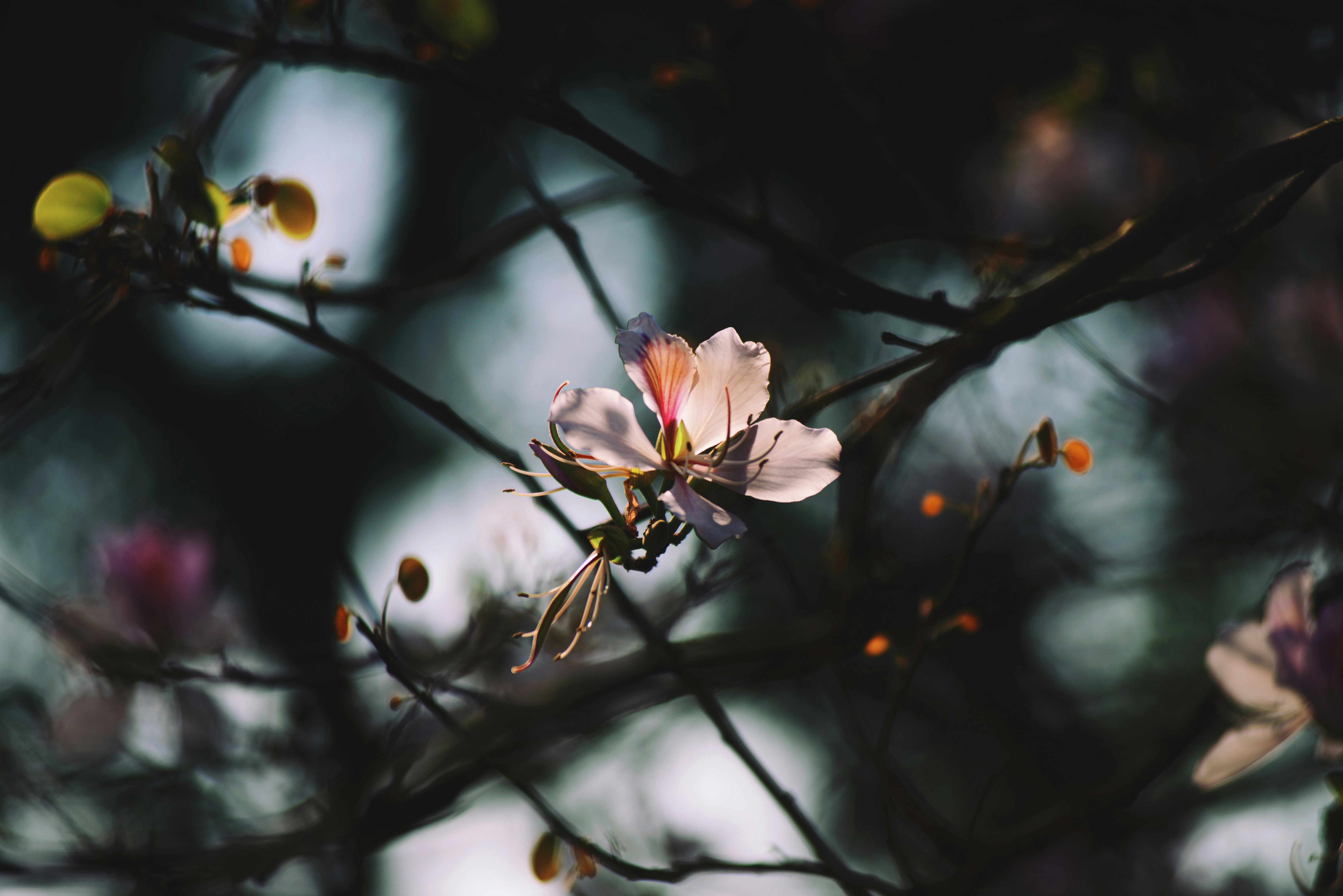 Photo by magicaleye7