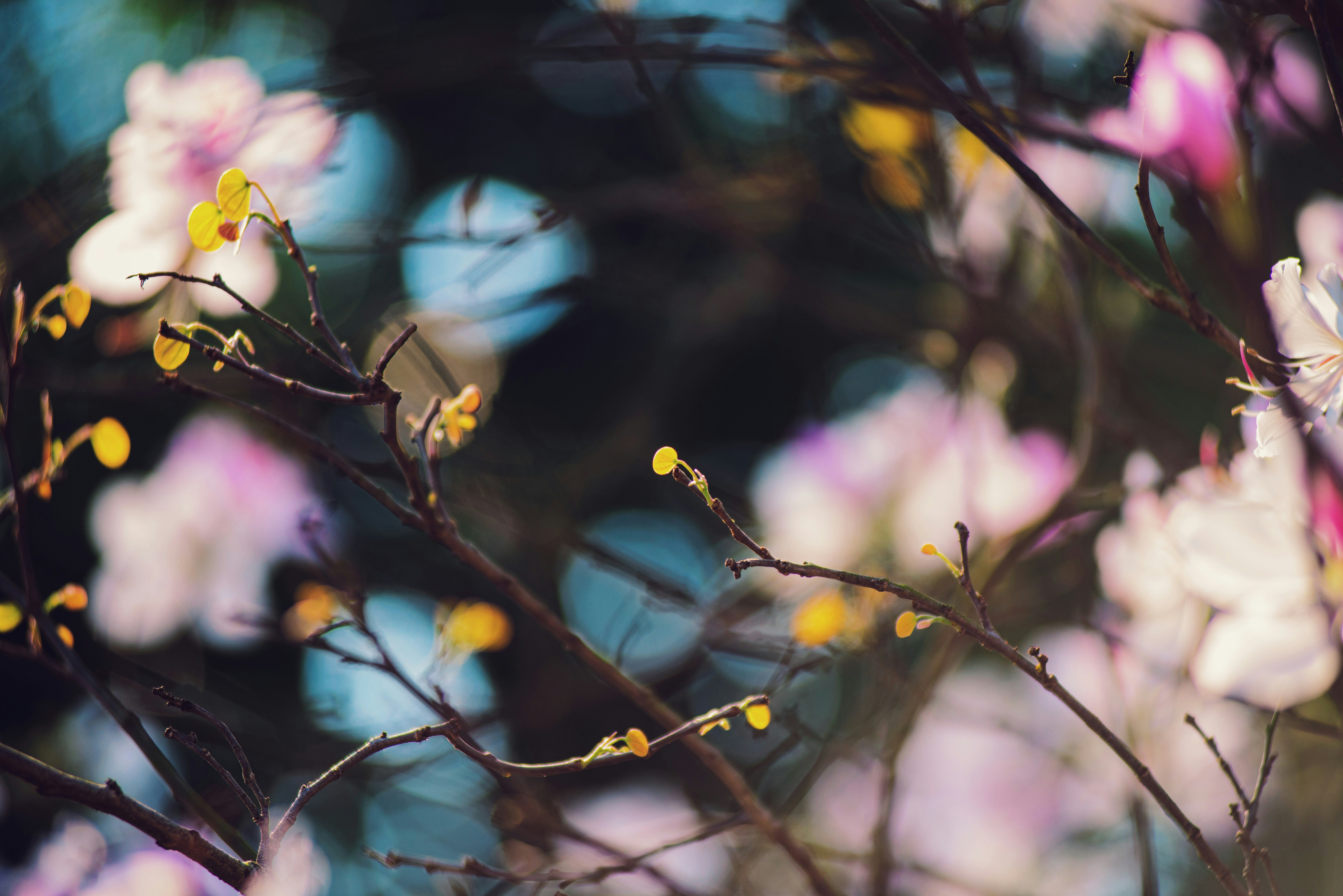 Photo by magicaleye7