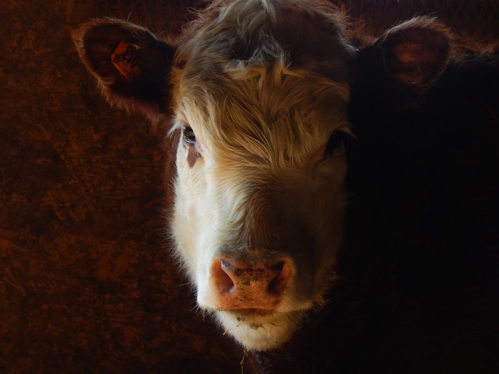 a close up of a cow looking at the camera