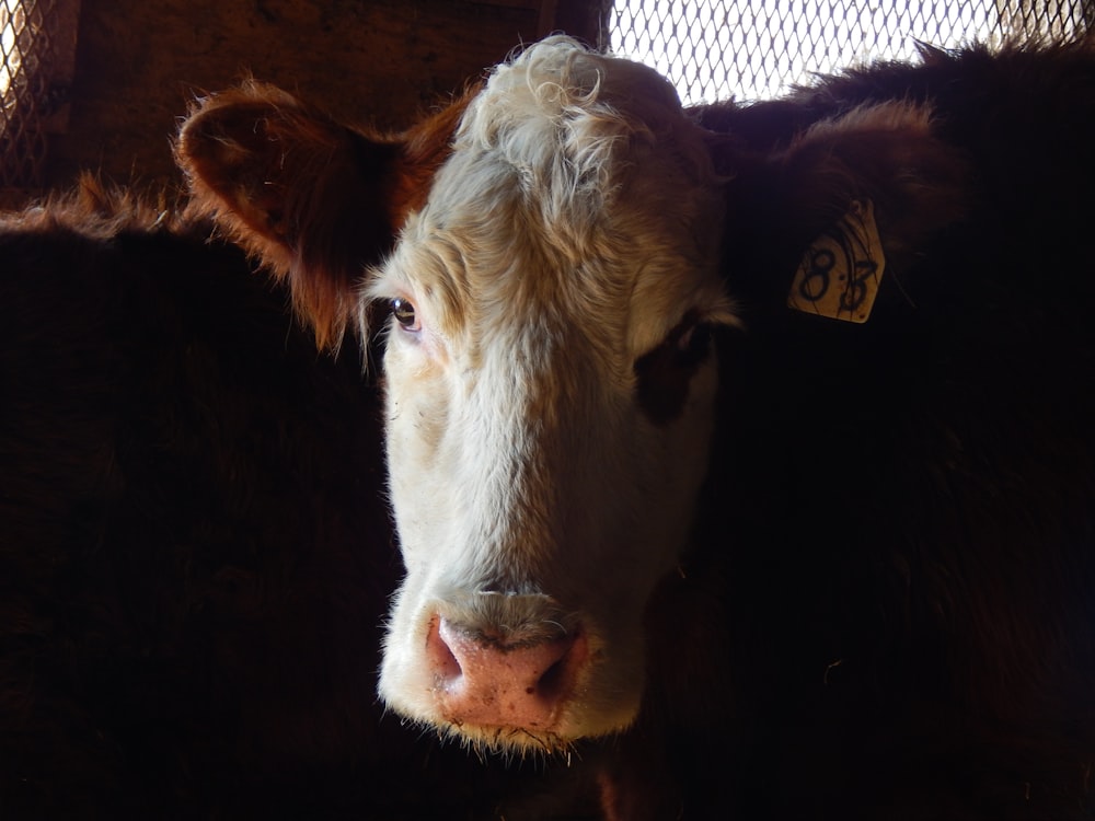 Un primo piano di una mucca con un'etichetta sull'orecchio