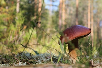 Rich, dark reishi mushrooms drying in warm golden sunlight