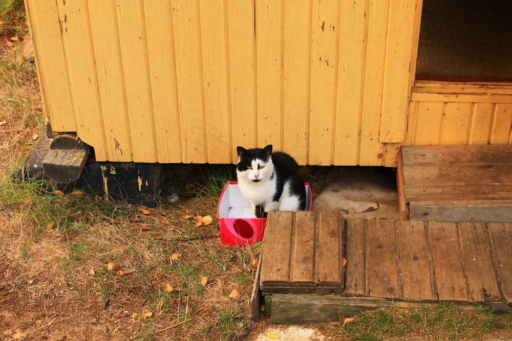 a black and white cat sitting in a wooden box