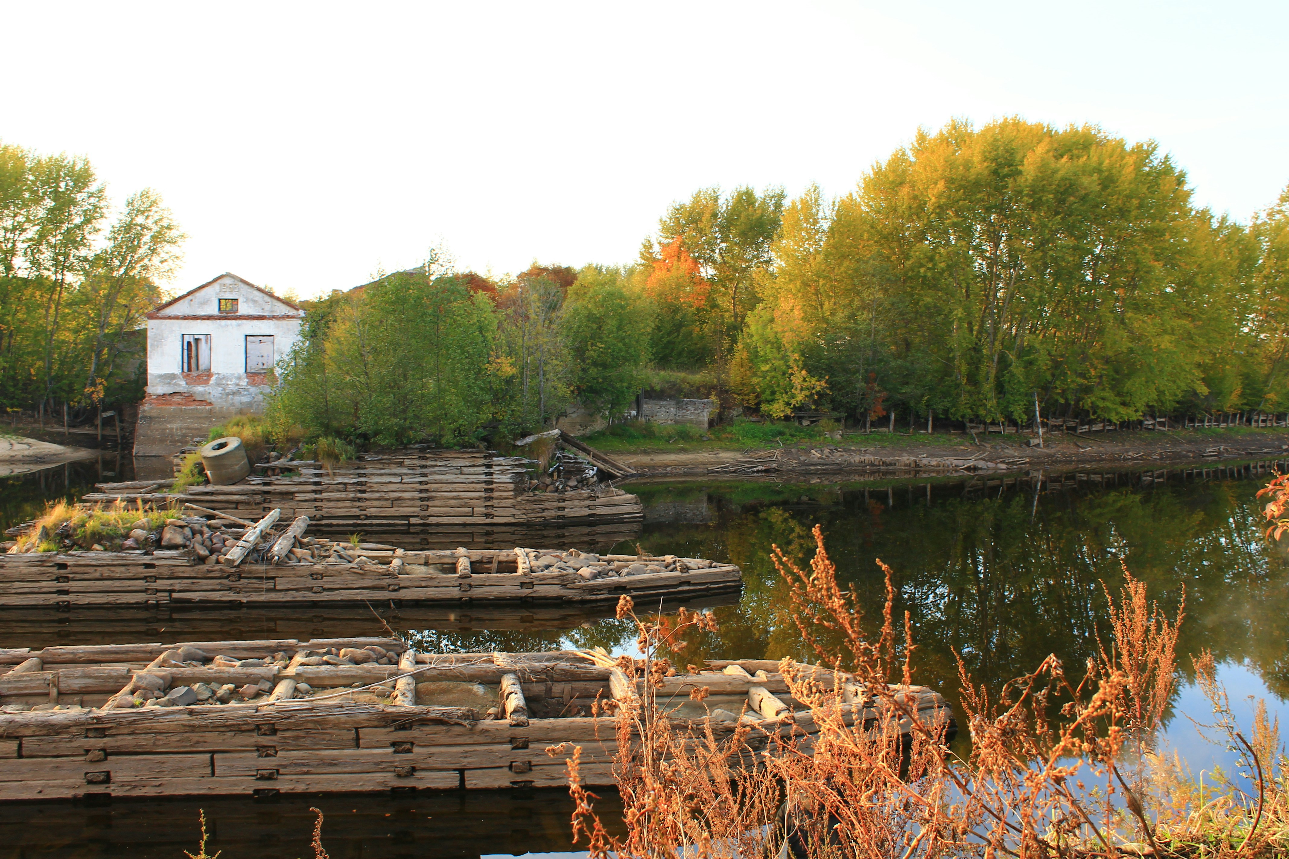 The Ancient Origins of Carp Domestication (image credits: unsplash)