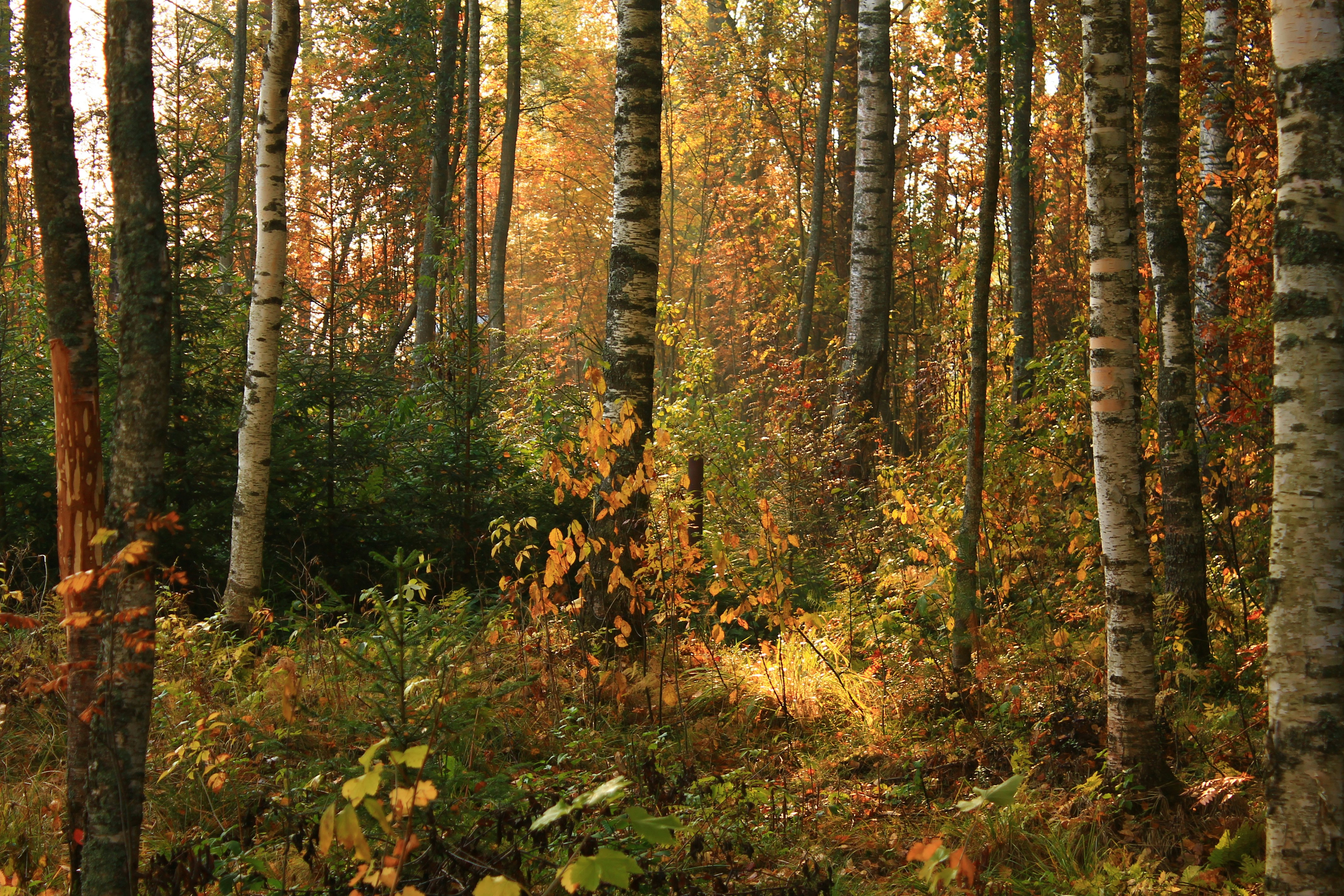 Photo by whitenorthshore