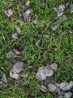 Neglected front yard with dry patches and scattered leaves before maintenance.