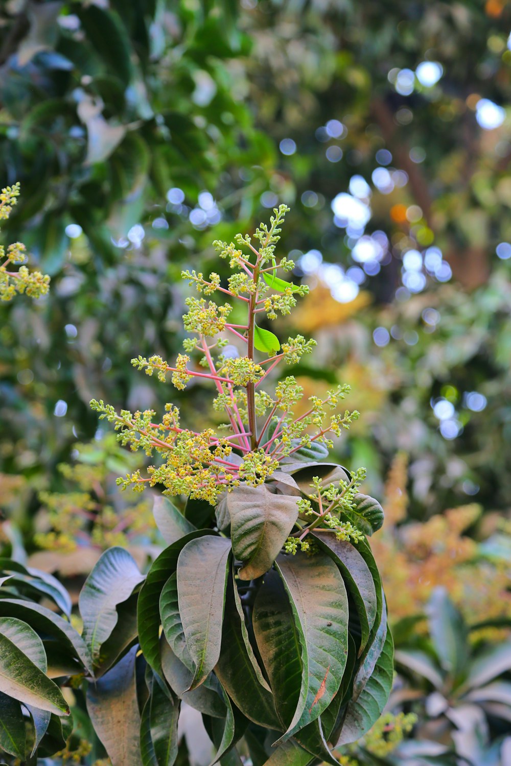 a close up of a plant with lots of leaves