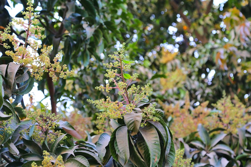 a tree with lots of green leaves and yellow flowers