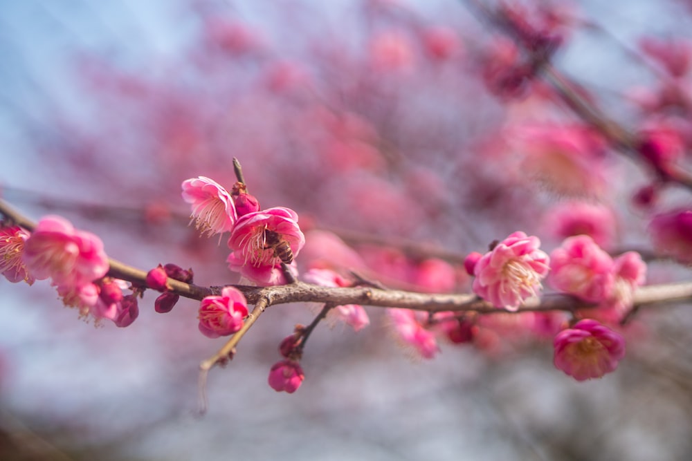 a branch of a tree with pink flowers