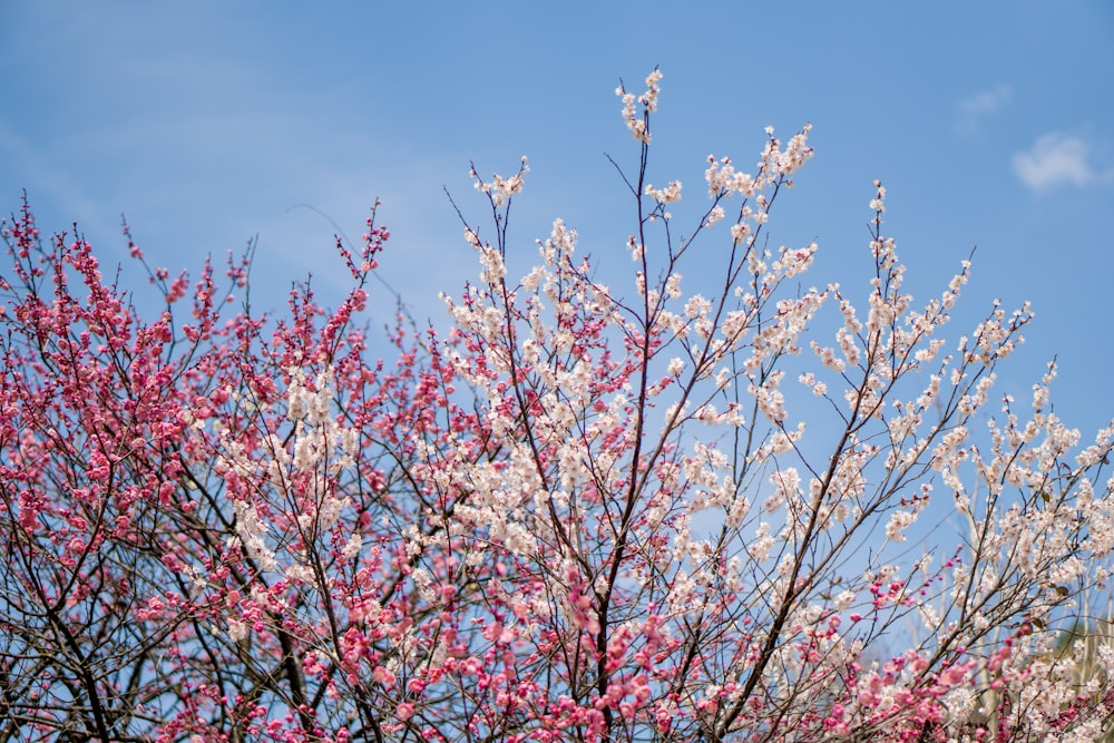a tree with pink and white flowers against a blue sky