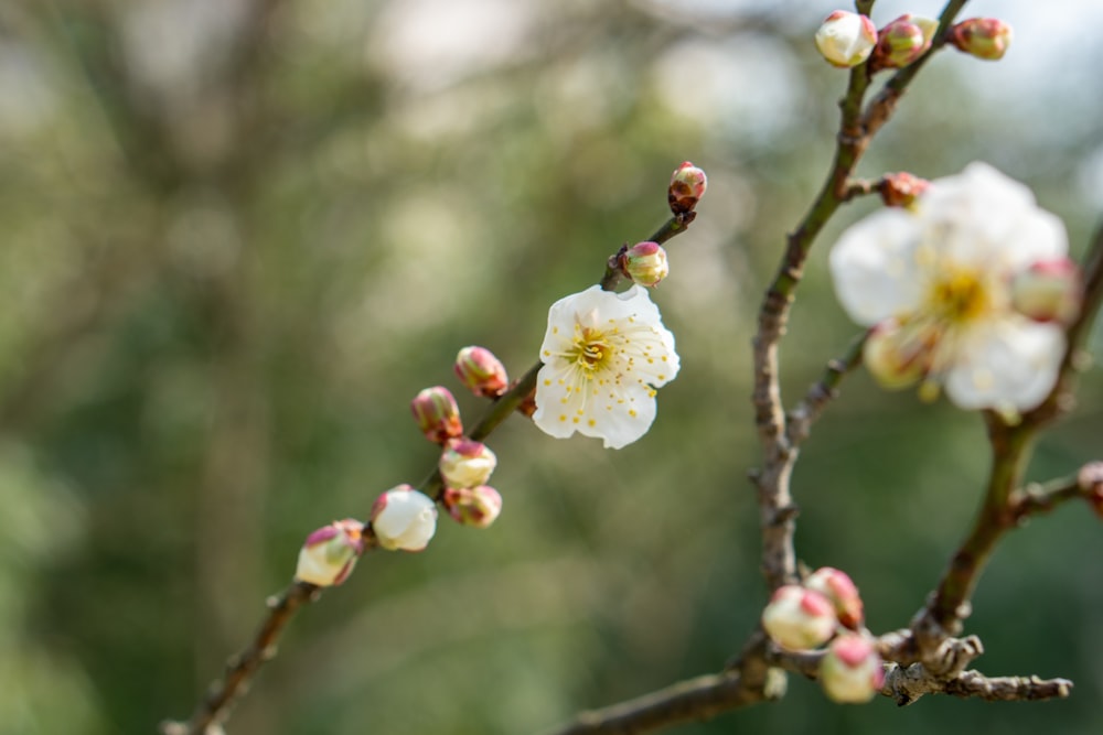 a close up of a flower on a tree branch