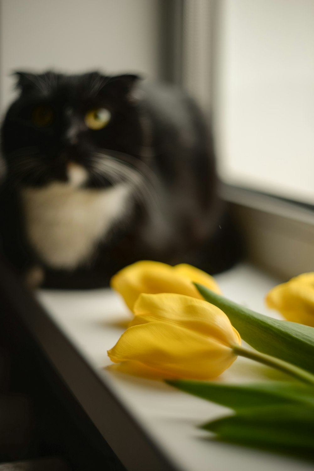 a black cat sitting on a window sill next to yellow flowers