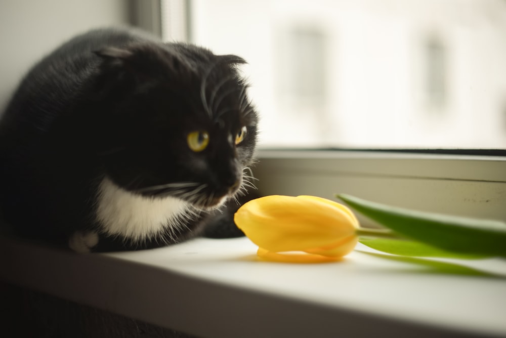 a black and white cat sitting on a window sill next to a flower