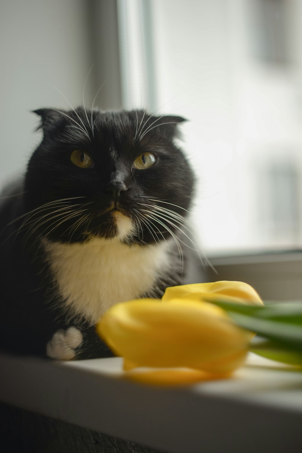 a black and white cat sitting on a window sill