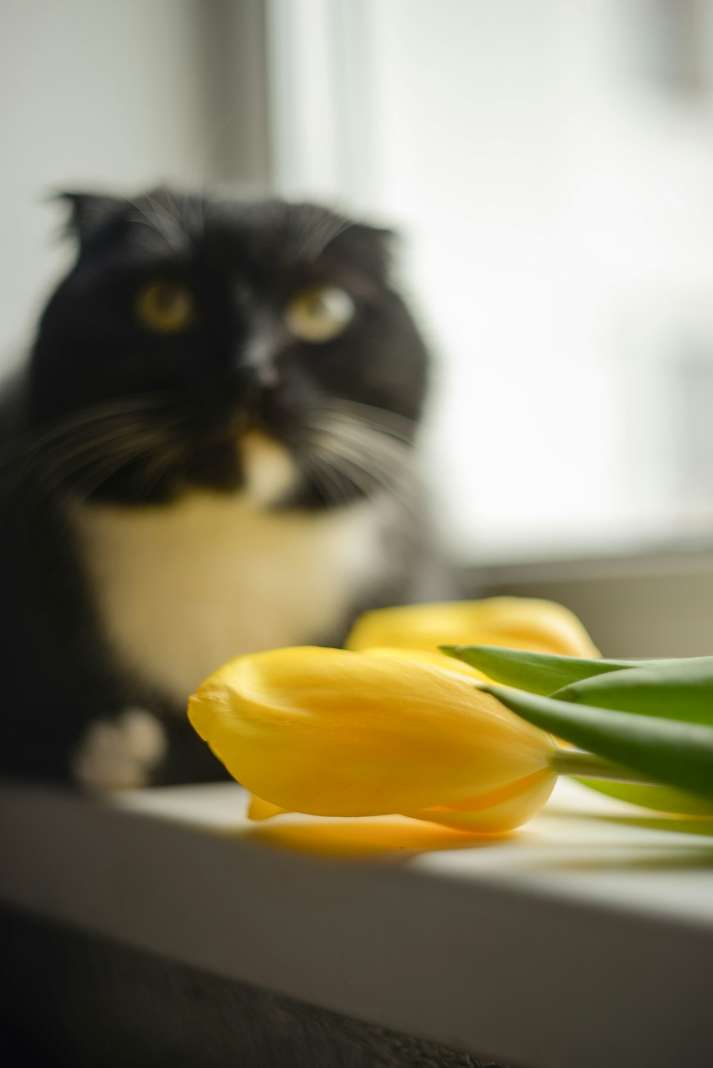 a black and white cat sitting on a window sill