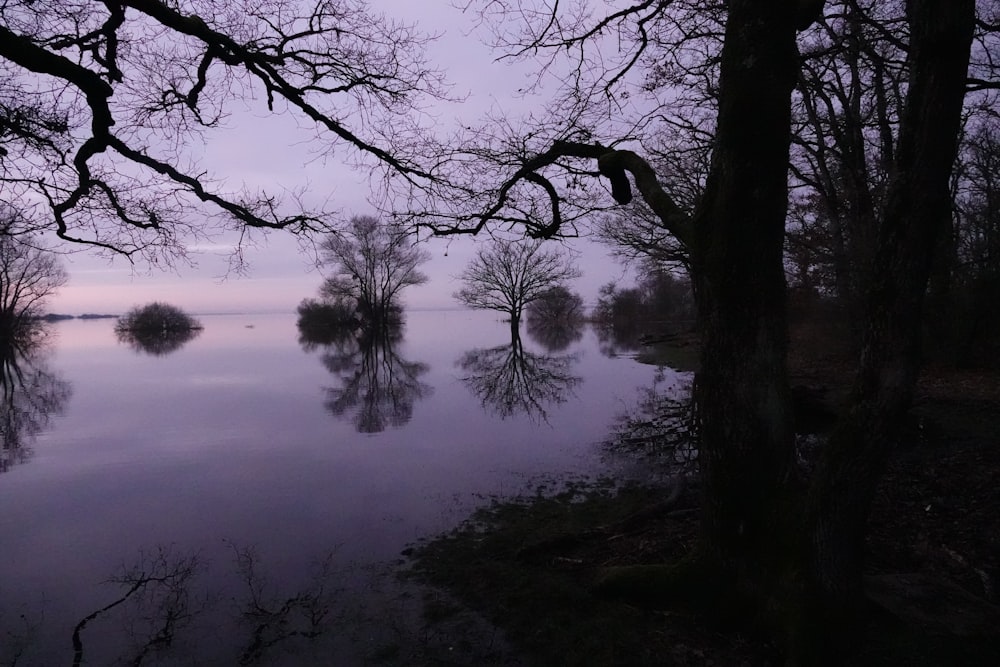 a body of water surrounded by trees and bushes