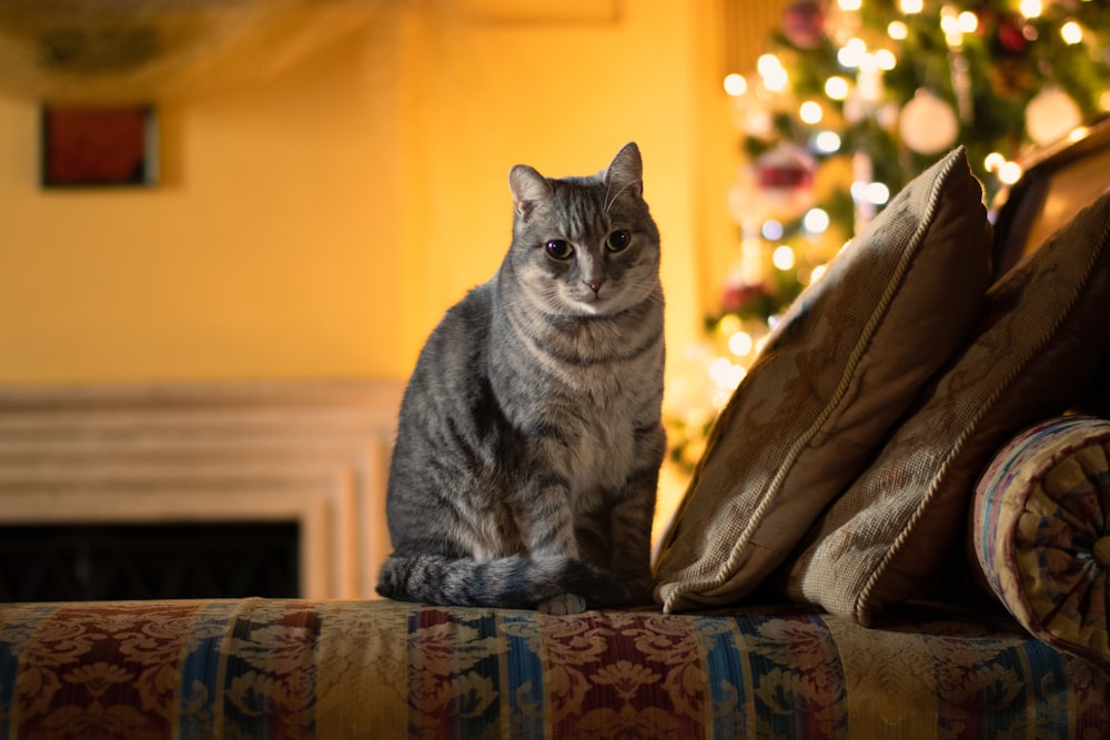 a cat sitting on a couch in front of a christmas tree
