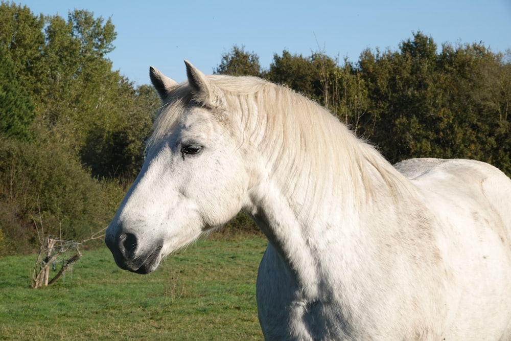 a white horse standing on top of a lush green field