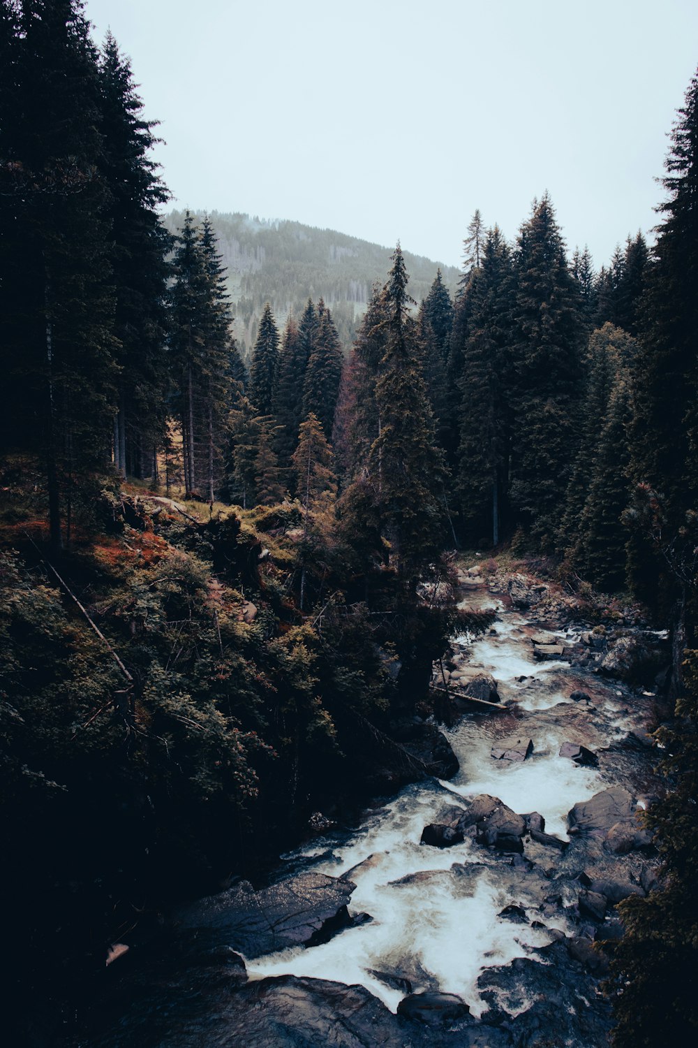 um rio que atravessa uma floresta cheia de árvores