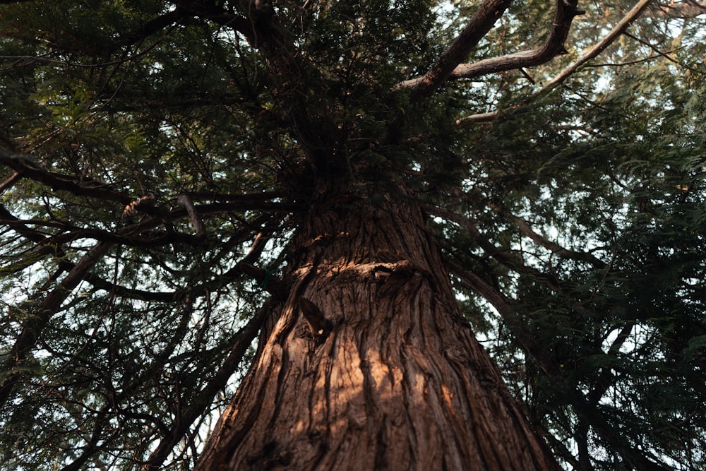 a very tall tree with lots of trees around it