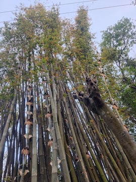 Tall bamboo stalks rise vertically with green and yellow tinted leaves at the tops. The dense cluster of bamboo creates a lush and vibrant scene, with some dry sheathes still attached to the stalks. A tree is visible on the right side of the image, adding to the natural setting.