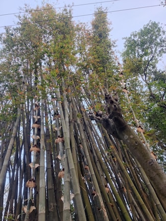 Tall bamboo stalks rise vertically with green and yellow tinted leaves at the tops. The dense cluster of bamboo creates a lush and vibrant scene, with some dry sheathes still attached to the stalks. A tree is visible on the right side of the image, adding to the natural setting.