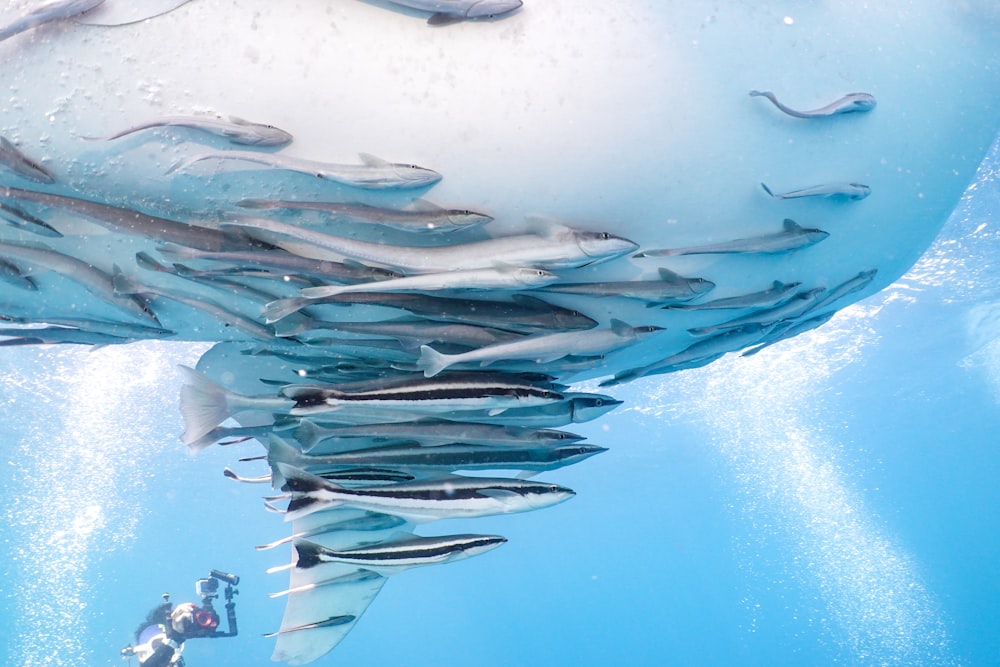 a large group of fish swimming under water