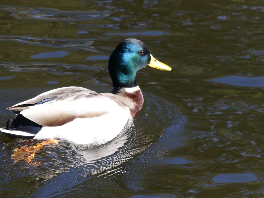 a duck floating on top of a body of water