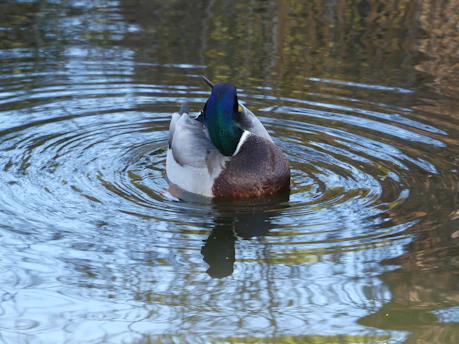 A vibrant mallard duck gliding across a serene pond surrounded by lush greenery.