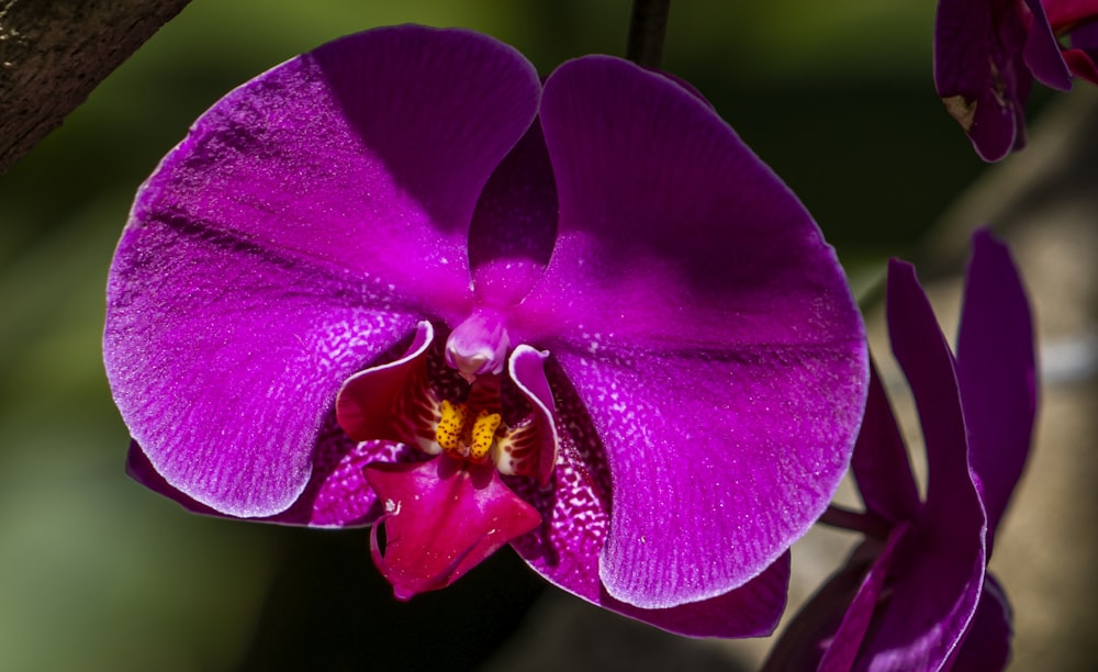 a close up of a purple flower on a branch