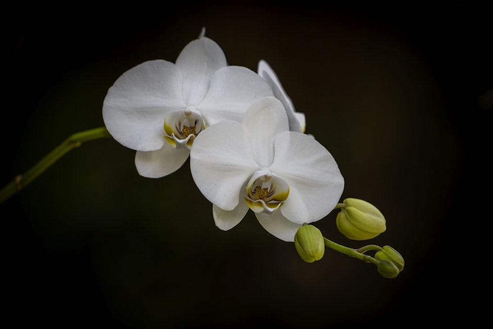 茎の上の2つの白い花の接写