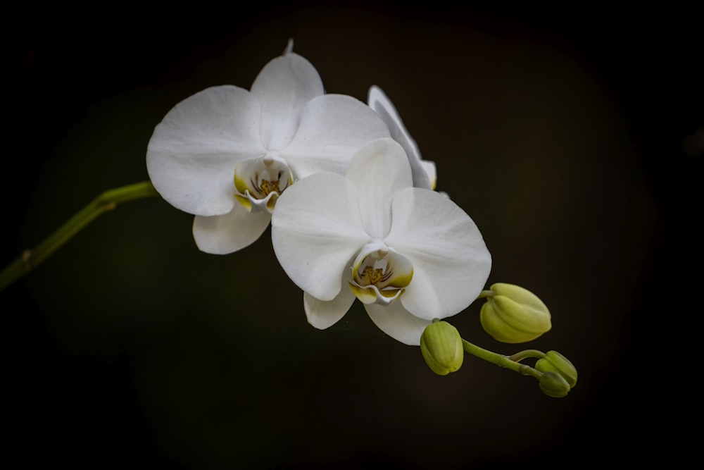 a close up of two white flowers on a stem