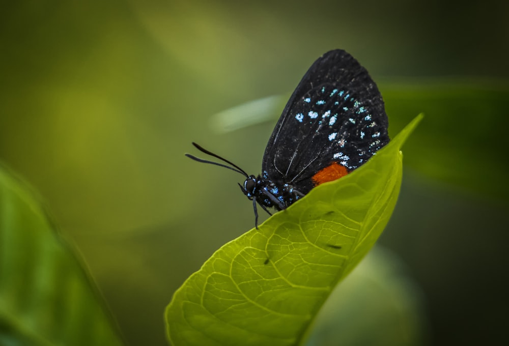 a black and blue butterfly sitting on a green leaf