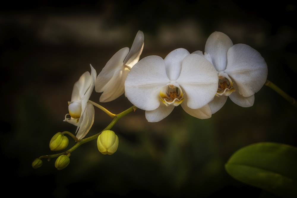 three white orchids with yellow stamens on a stem