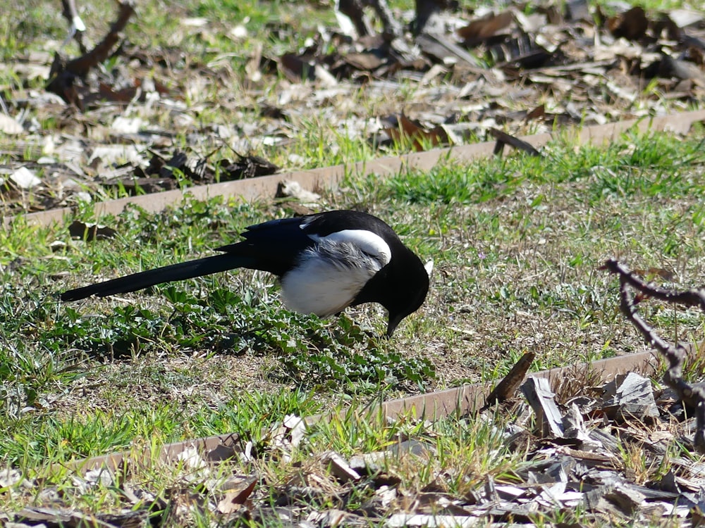 a black and white bird is standing in the grass