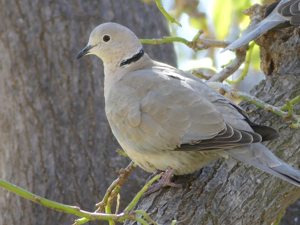 a white bird sitting on a tree branch