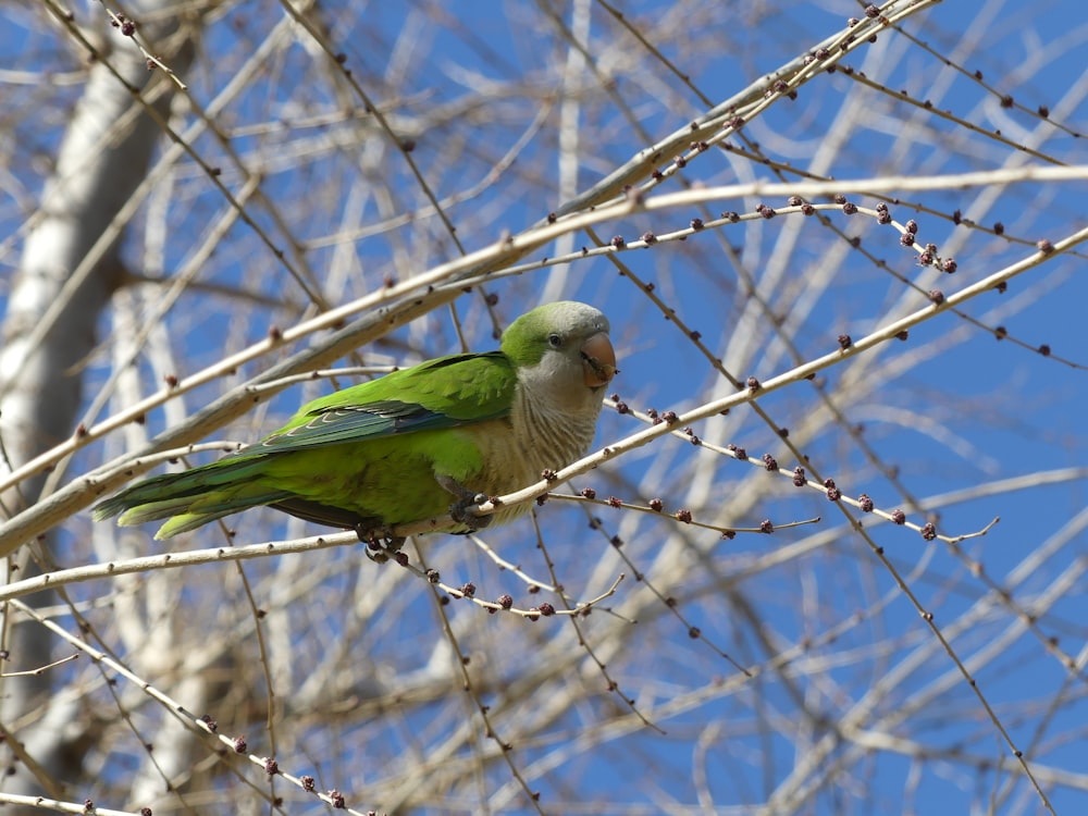 a green bird perched on a branch of a tree