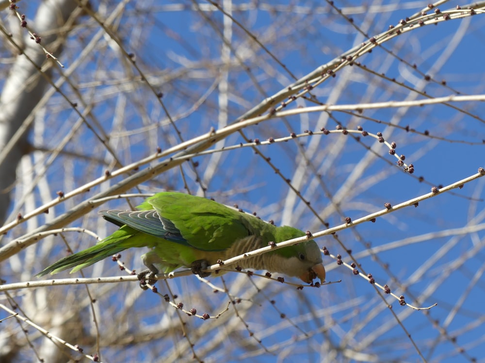 a green bird perched on a branch of a tree